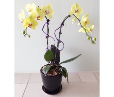 O2 2 Stems yellow orchid with pot 